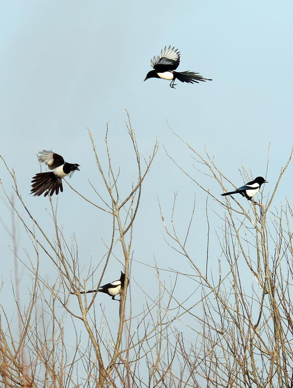 Avifauna humor