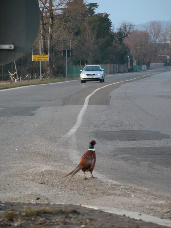 Avifauna humor