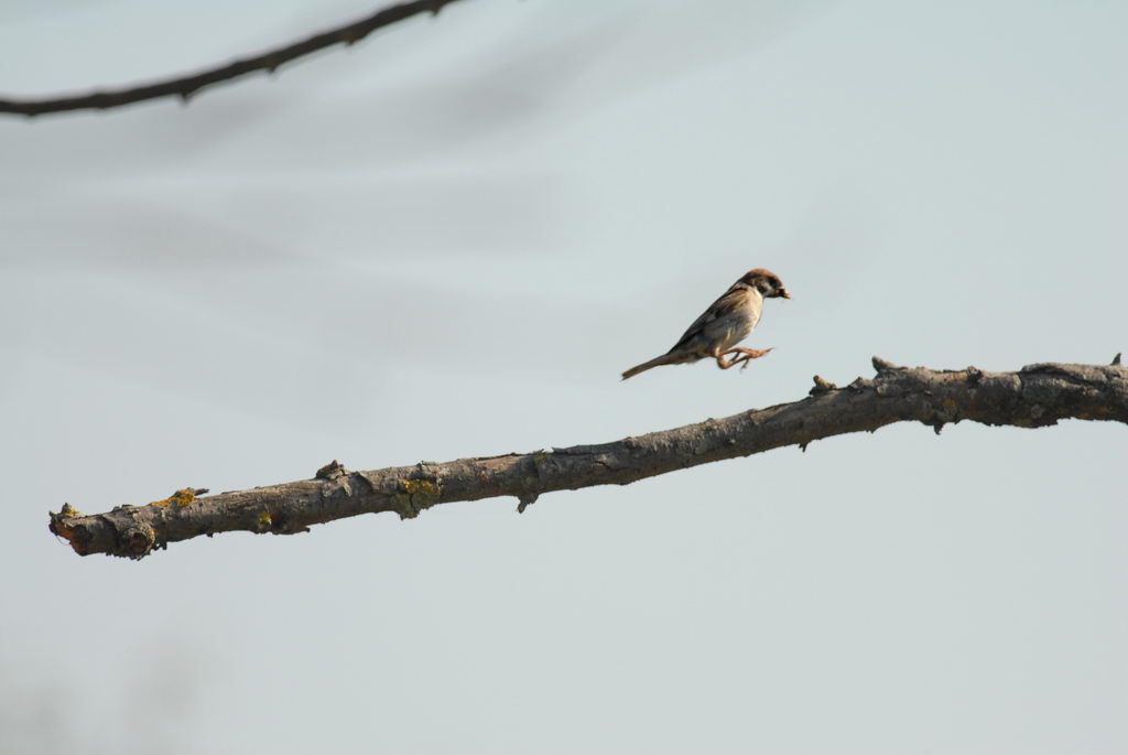 Avifauna humor