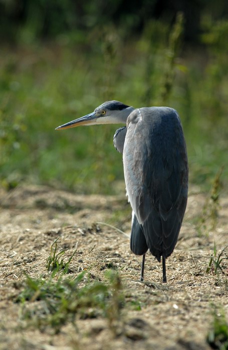 Avifauna humor