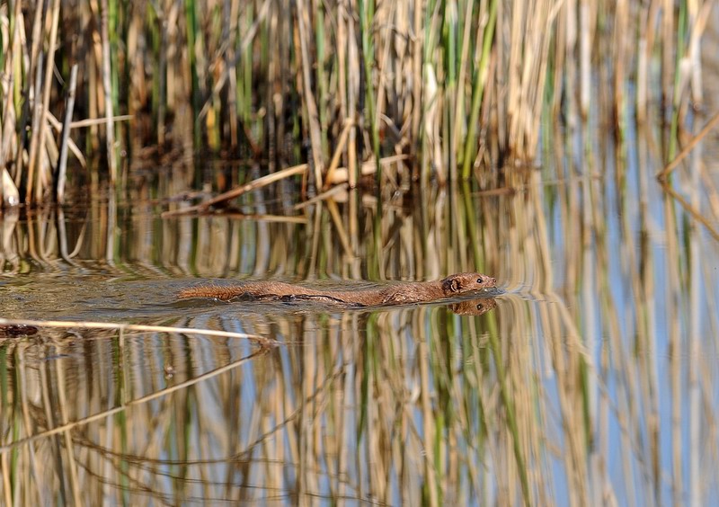 Mustelide in acqua