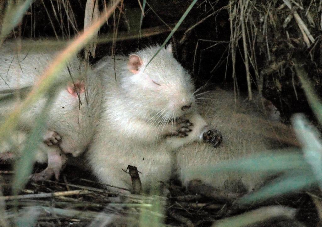 La toilette della nutria 