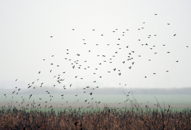 Passera mattugia, in campagna.