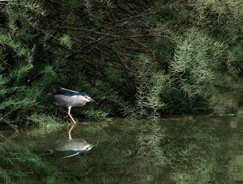 Avifauna humor