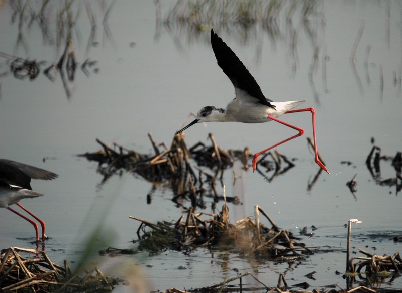 Avifauna humor