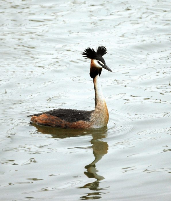 Avifauna humor