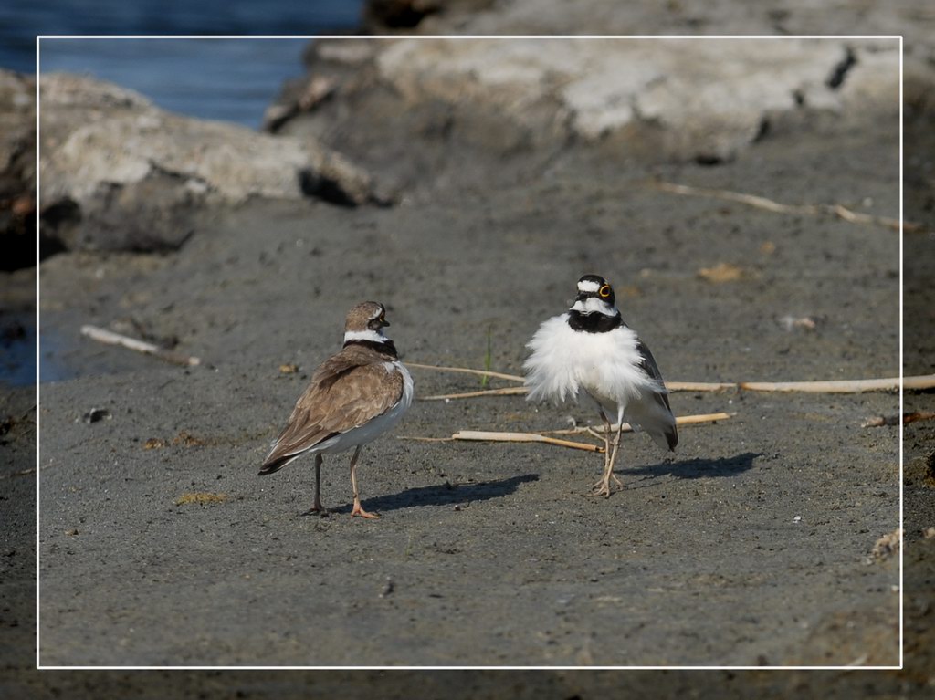 Avifauna humor