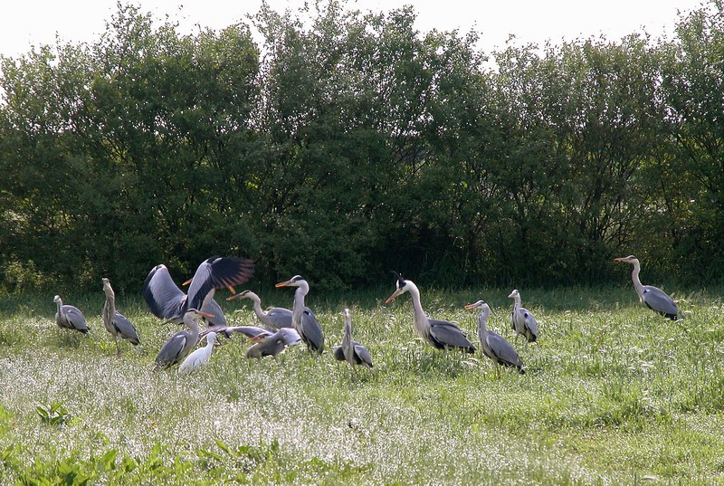 Avifauna humor