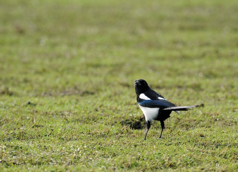 Avifauna humor