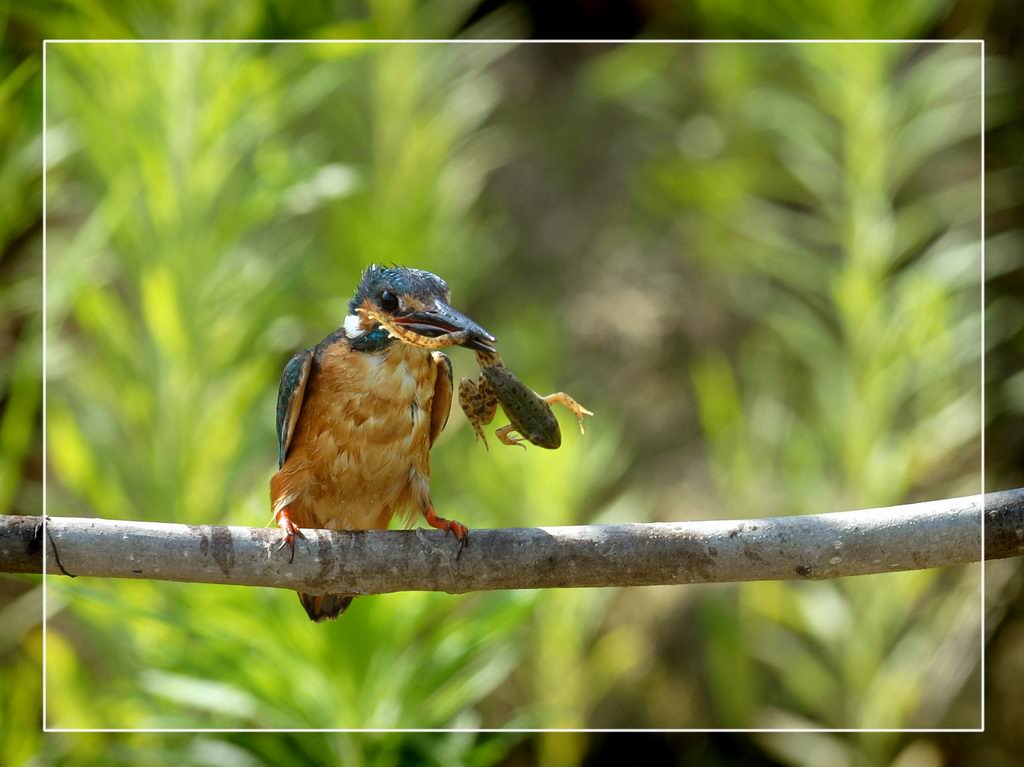 Avifauna humor