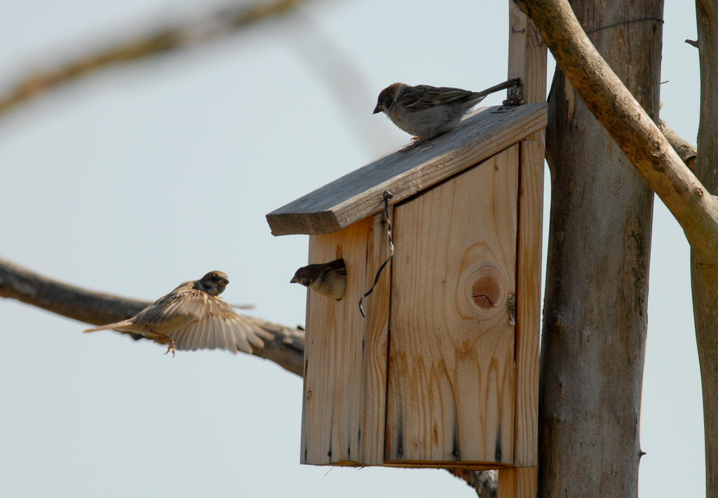 Avifauna humor