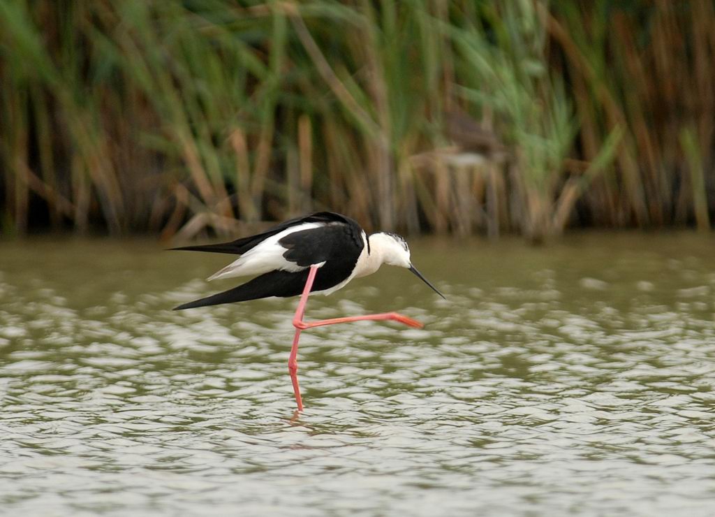 Avifauna humor