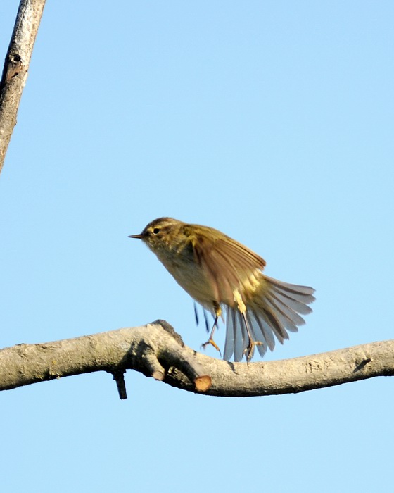 Avifauna humor