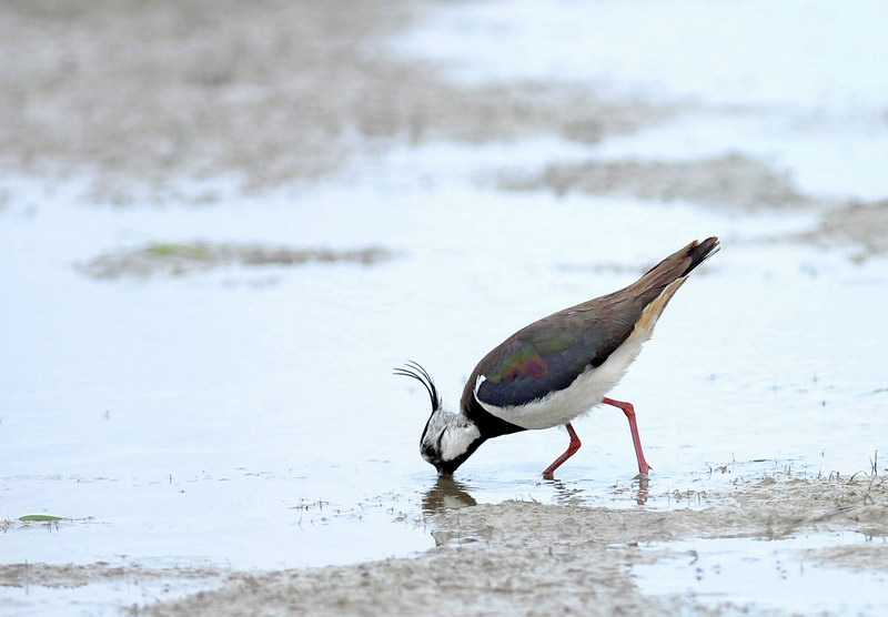 Avifauna humor