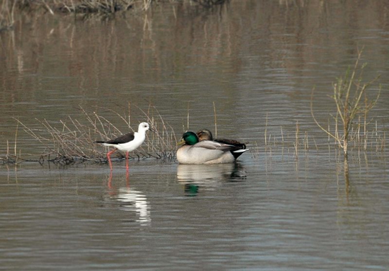 Avifauna humor