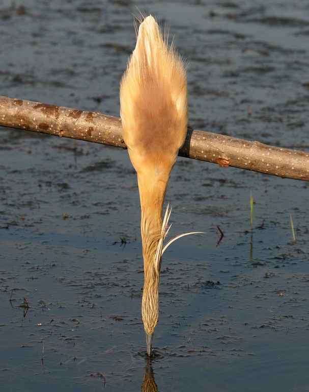 Avifauna humor