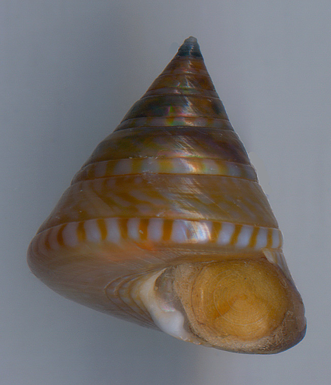 Calliostoma dubium?