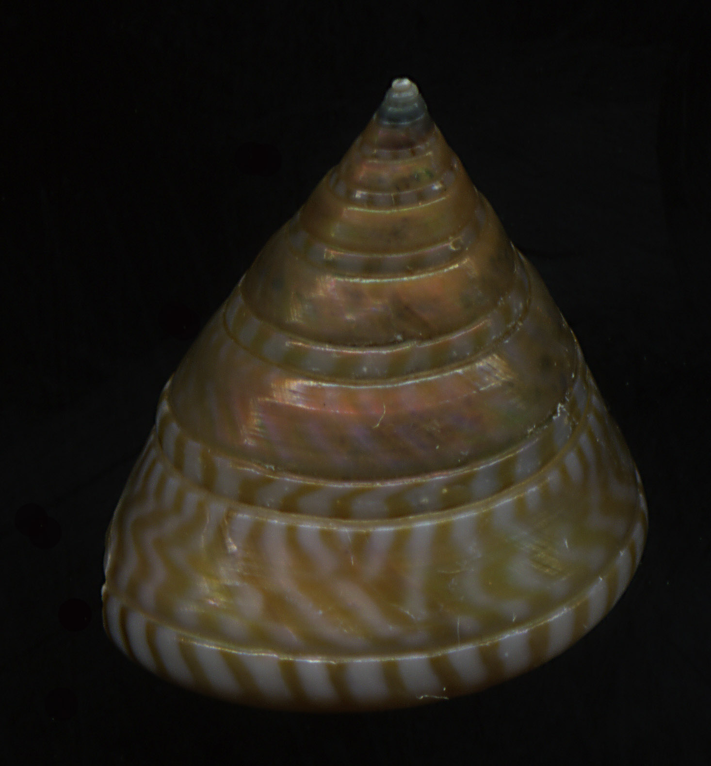 Calliostoma dubium?