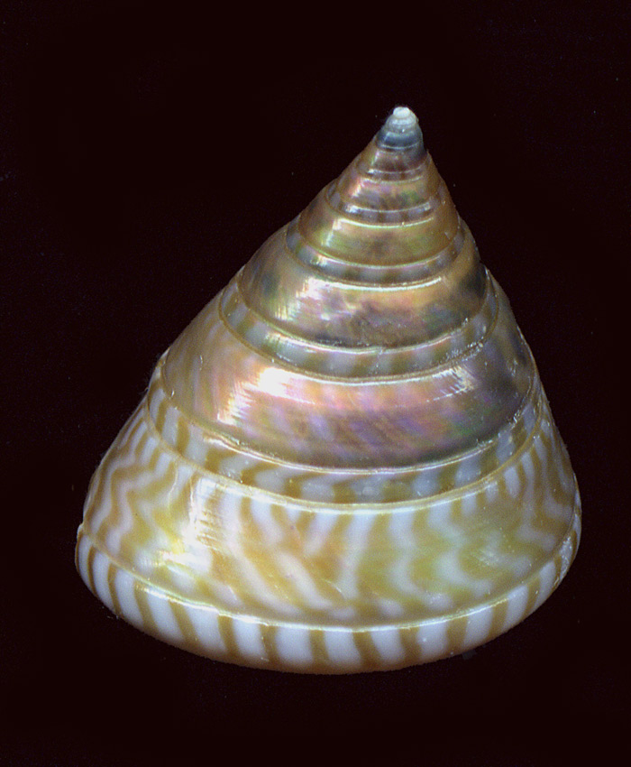 Calliostoma dubium?