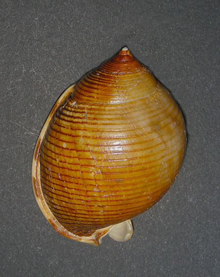 Phalium saburon in Italia