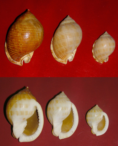 Phalium saburon in Italia