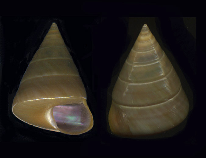 Calliostoma gualterianum