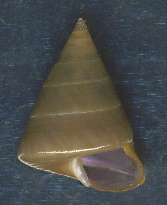 Calliostoma gualterianum