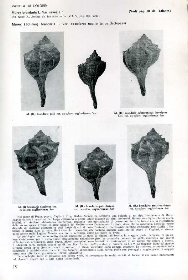 Bolinus brandaris ..neri