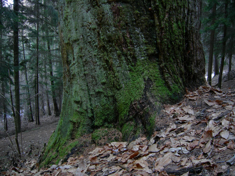 Monumento vegetale: Castagno (Sardagna - TN)