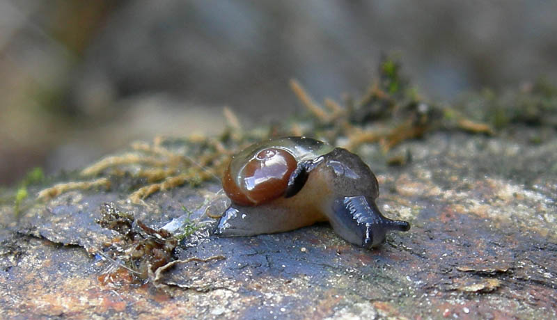 Vitrinidae...dall''Alto Adige