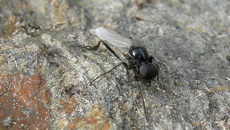 Bibio clavipes (Bibionidae)