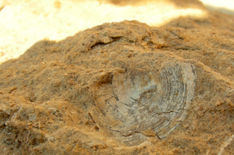 Conchiglie fossili.........