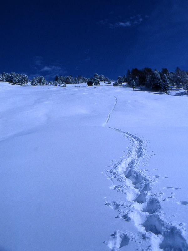 Monte del Pascolo m. 2436.............escursione