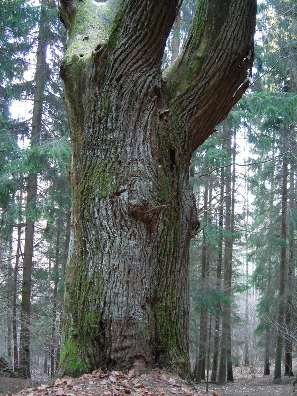 Monumento vegetale: Castagno (Sardagna - TN)