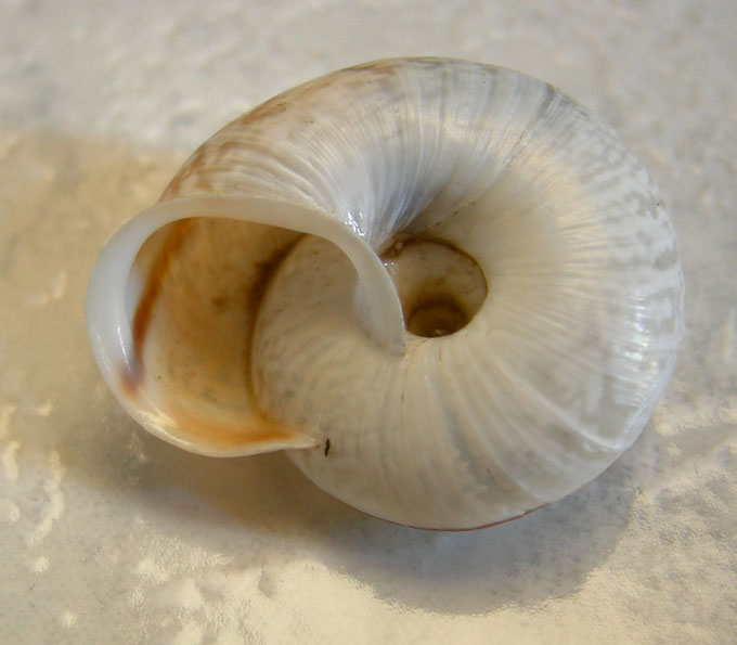 quale Chilostoma ?....Capovalle (BS)