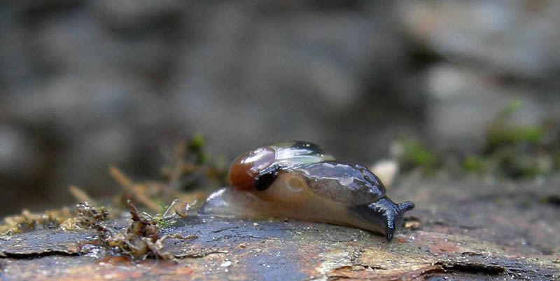 Vitrinidae...dall''Alto Adige