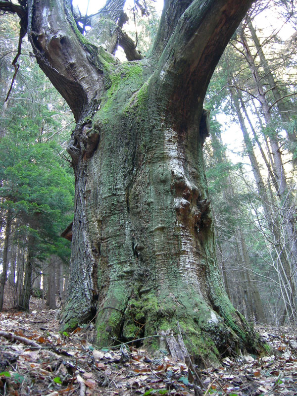 Monumento vegetale: Castagno (Sardagna - TN)