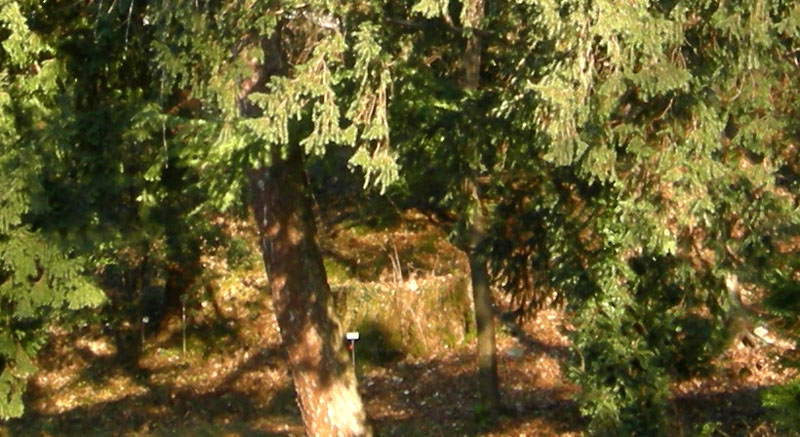 la sequoia che ormai non c'' pi......(Villazzano - TN)