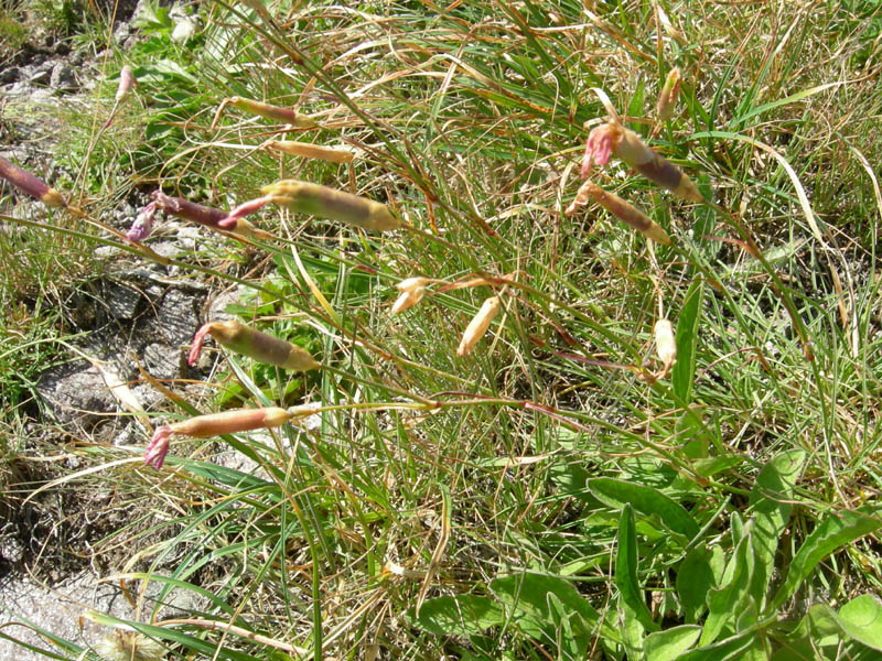 Dianthus sylvestris / Garofano selvatico