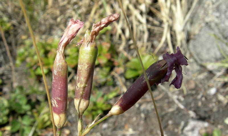 Dianthus sylvestris / Garofano selvatico