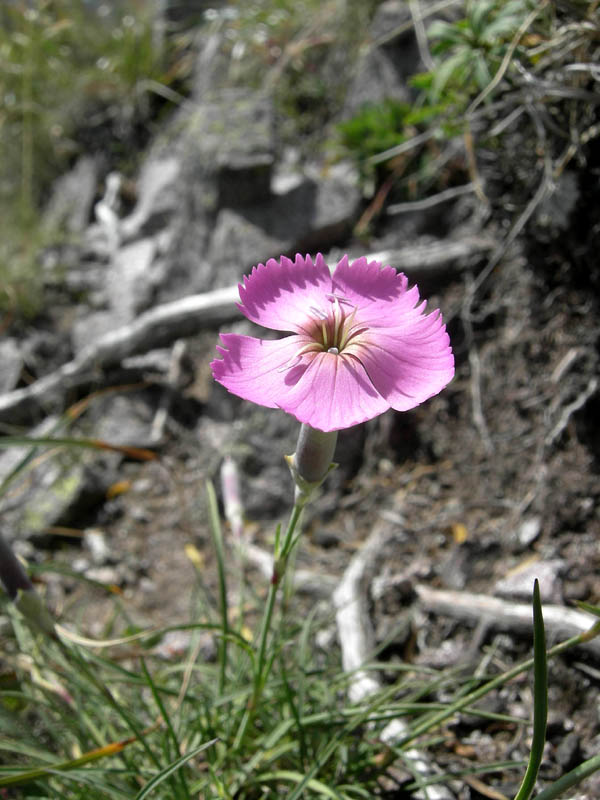 Dianthus sylvestris / Garofano selvatico