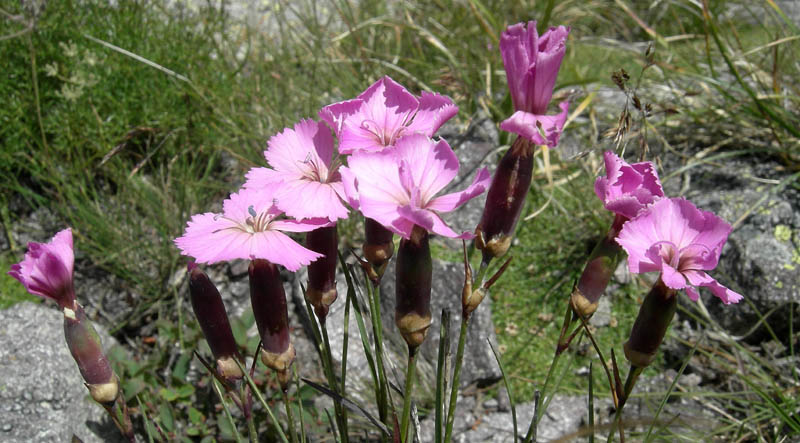 Dianthus sylvestris / Garofano selvatico