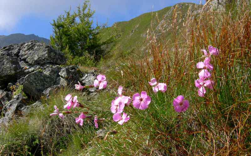 Dianthus sylvestris / Garofano selvatico