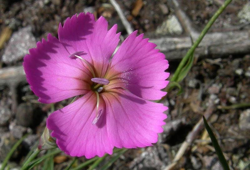 Dianthus sylvestris / Garofano selvatico