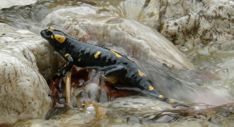 girini (larve) di Salamandra  ed adulti