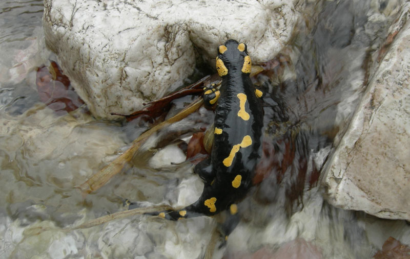 girini (larve) di Salamandra  ed adulti