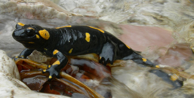 girini (larve) di Salamandra  ed adulti