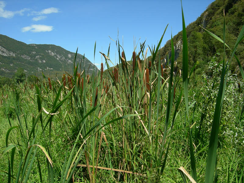 Typha latifolia / Lisca maggiore