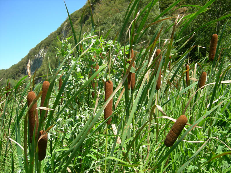 Typha latifolia / Lisca maggiore