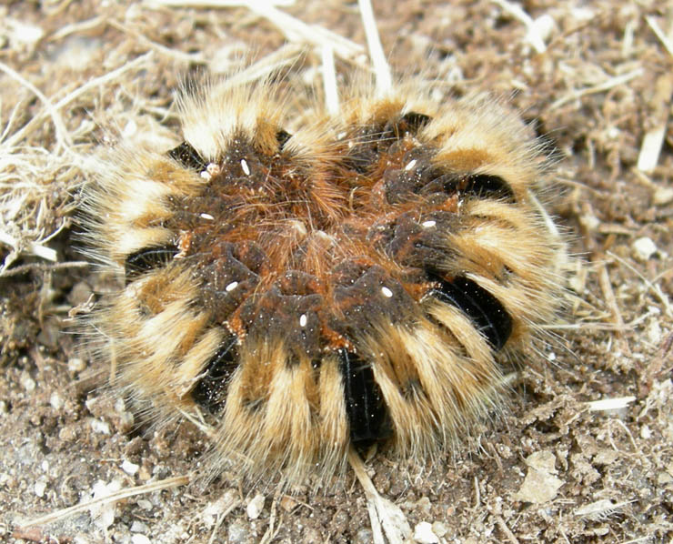 Bruco: Lasiocampa quercus - Lasiocampidae....dal Trentino